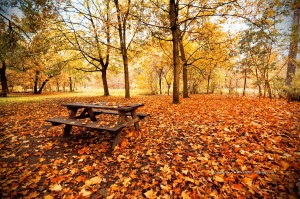 pique-nique-d-automne-dans-le-bois-de-vincennes-min